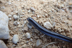 Ommatoiulus rutilans