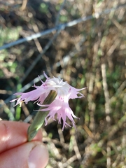 Dianthus broteri
