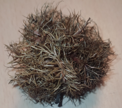 Andricus caputmedusae