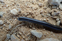 Ommatoiulus rutilans