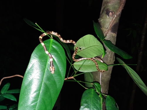 Malayan Bridal Snake — seen at this dive site