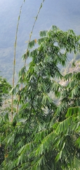Bambusoideae