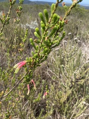 Erica unicolor