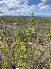 Erica unicolor