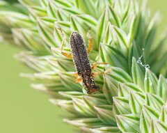 Lemidia subaenea