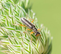Lemidia subaenea
