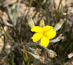 Goodenia robusta
