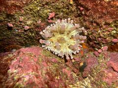 Telmatactis cricoides