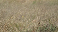 Saxicola torquatus