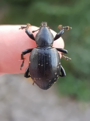 Liparus glabrirostris