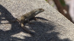 Trachylepis capensis