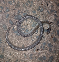 Crotaphopeltis hotamboeia