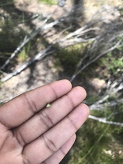 Xanthorrhoea macronema