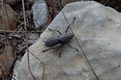 Thyreonotus corsicus