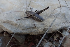 Thyreonotus corsicus