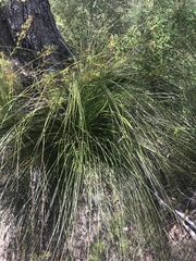 Xanthorrhoea macronema