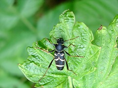 Xylotrechus antilope