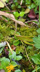 Tropidostethus angusticollis