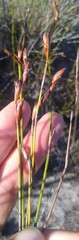 Restio triticeus