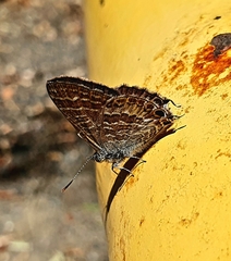 Theclinesthes onycha