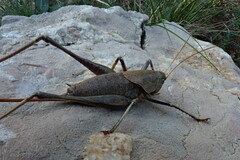 Thyreonotus corsicus