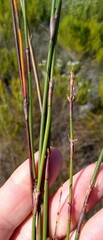 Restio triticeus