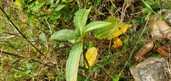 Melastoma