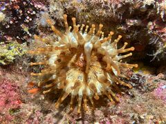 Telmatactis cricoides