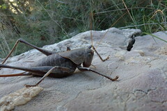 Thyreonotus corsicus