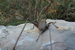Thyreonotus corsicus