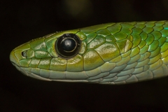 Philothamnus occidentalis