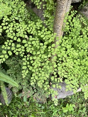 Adiantum capillus-veneris