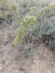 Aspalathus acuminata