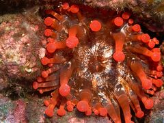 Telmatactis cricoides