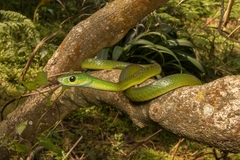 Philothamnus occidentalis