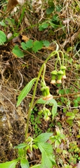 Crassocephalum crepidioides