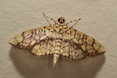 Haritalodes obliqualis