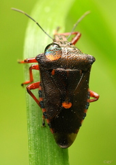 Pinthaeus sanguinipes