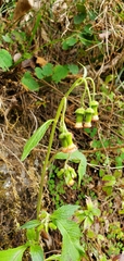 Crassocephalum crepidioides