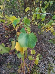Vitis rupestris