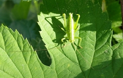 Tettigonia