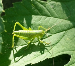 Tettigonia