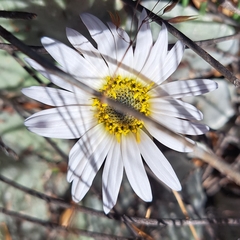 Arctotis verbascifolia