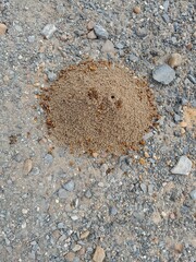 Hodotermes mossambicus