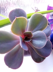 Echeveria gibbiflora × potosina
