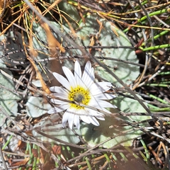 Arctotis verbascifolia