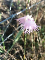 Dianthus broteri