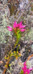 Erica inflata