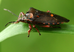 Pinthaeus sanguinipes