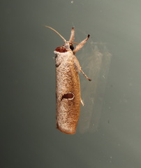 Pilostibes stigmatias